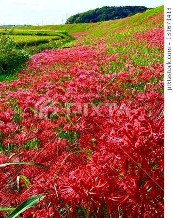 Full-blooming cluster amaryllis on the bank of the Yakatsu River (Handa City, Aichi Prefecture) 131671413