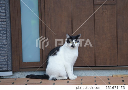 Sakuraneko waiting at the entrance Sakuraneko waiting at the entrance 131671453