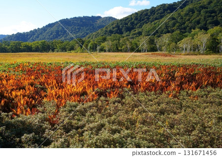 草秋葉Ozegahara 131671456