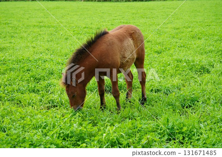 小馬駒在牧場吃草 小馬駒在牧場吃草 131671485