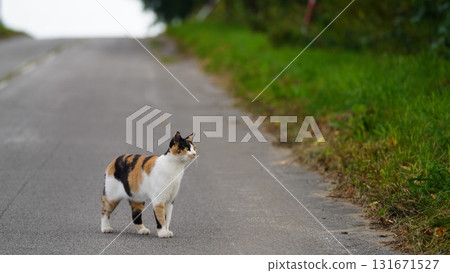 A Sakuraneko bravely goes out hunting A Sakuraneko bravely goes out hunting 131671527