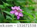 Plant: Lantana membranaceae 131671538