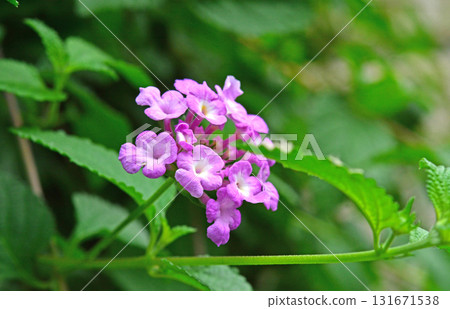Plant: Lantana membranaceae 131671538