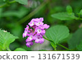 Plant: Lantana membranaceae 131671539