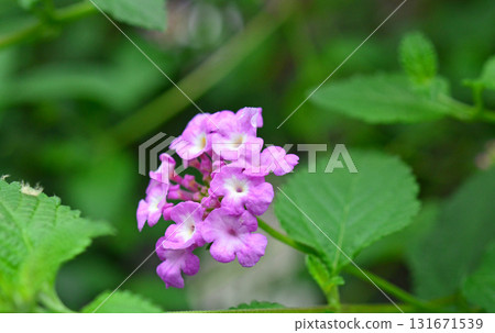 Plant: Lantana membranaceae 131671539