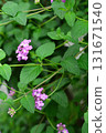 Plant: Lantana membranaceae 131671540