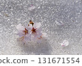 櫻花落在雪地上 131671554