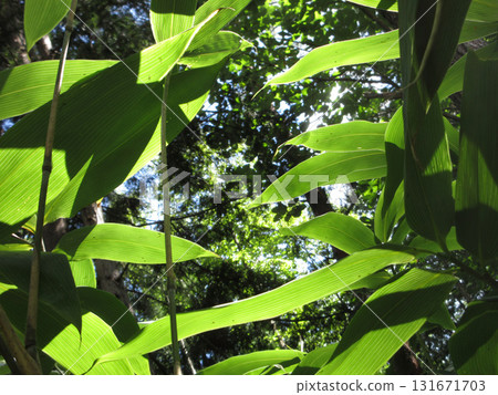 Looking up at the bamboo leaves 131671703