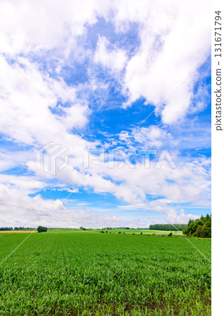 Vast farm in Tokachi, Hokkaido Vast farm in Tokachi, Hokkaido 131671794