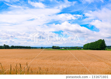 北海道十勝市的廣闊農場 131671801