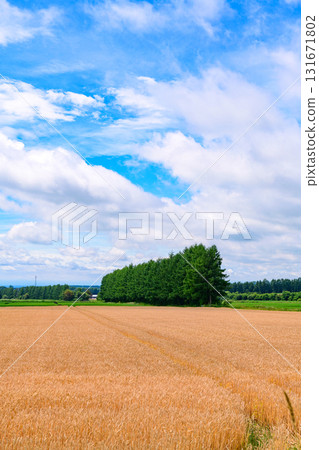 北海道十勝市的廣闊農場 北海道十勝市的廣闊農場 131671802