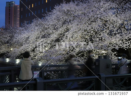 Night cherry blossom viewing, Oyoko River, Koto Ward, Tokyo 131671937
