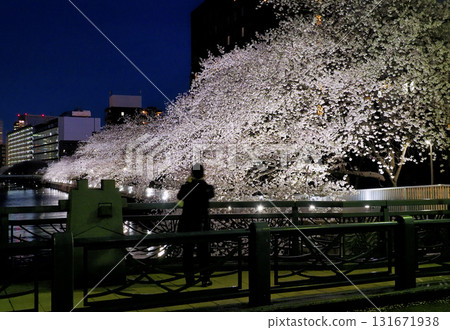東京都江東區大橫川夜櫻觀賞 東京都江東區大橫川夜櫻觀賞 131671938