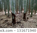  Bamboo grove 131671940