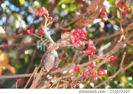 Praying mantis eggs laid on a viburnum tree 131672207