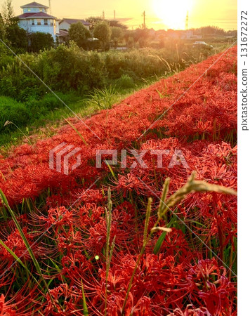 Red spider lilies blooming on the slope of the bank in the setting sun (Yakachi River bank/Handa City, Aichi Prefecture) 131672272
