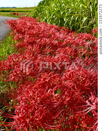 Cluster amaryllis in full bloom (Yakatsu River bank, Handa City, Aichi Prefecture) 131672273