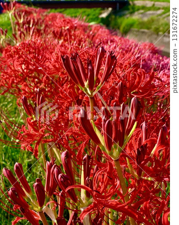 Red spider lilies blooming on the bank (close-up) (Yakachi River bank/Handa City, Aichi Prefecture) 131672274