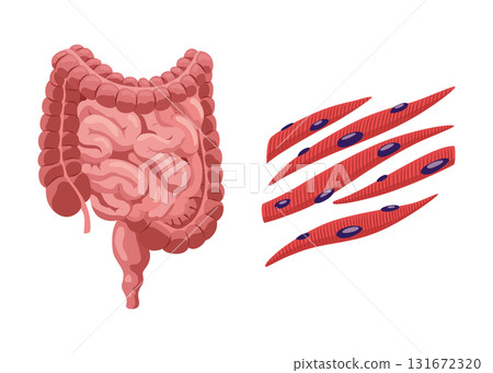 Smooth muscles tissue with specific function. Medical poster design illustration. Science educational symbol 131672320