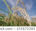 Rice fields symbolizing autumn in Japan 131672383
