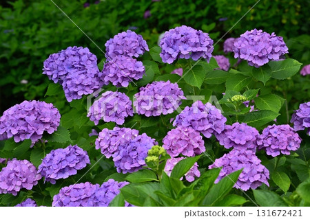 佐手市權現堂堤上盛開的繡球花 131672421