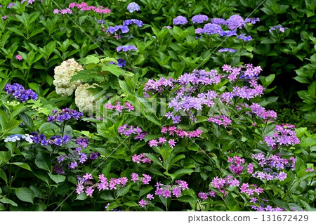 Hydrangeas blooming on the Gongendo Tsutsumi in Satte City Hydrangeas blooming on the Gongendo Tsutsumi in Satte City 131672429