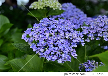 佐手市權現堂堤上盛開的繡球花 131672455