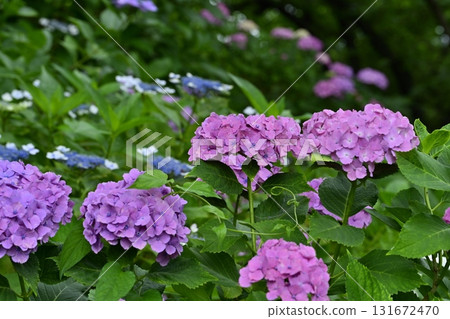 Hydrangeas blooming on the Gongendo Tsutsumi in Satte City 131672470