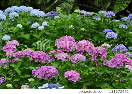 Hydrangeas blooming on the Gongendo Tsutsumi in Satte City 131672471