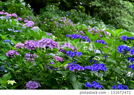 Hydrangeas blooming on the Gongendo Tsutsumi in Satte City 131672472