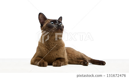 Close-up of brown cat head looking upward with focused expression Close-up of brown cat head looking upward with focused expression 131672476