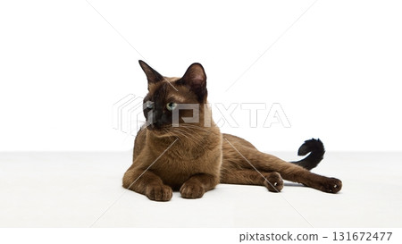Brown cat looking sideways while laying on white background. Brown cat looking sideways while laying on white background. 131672477