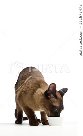 Brown cat eating from white bowl on white background Brown cat eating from white bowl on white background 131672478