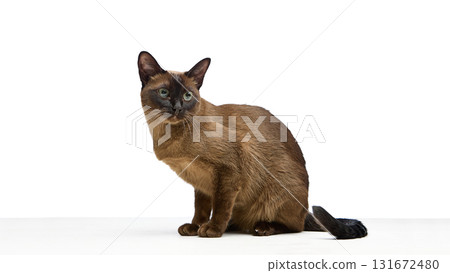 Calm brown cat sitting on white surface looking sideways Calm brown cat sitting on white surface looking sideways 131672480