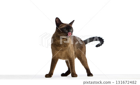 Brown cat standing with tongue out licking nose Brown cat standing with tongue out licking nose 131672482