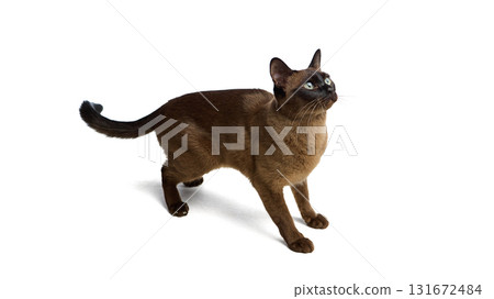 Alert brown cat standing on white background looking upward 131672484
