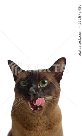 Brown cat licking nose with playful emotion on white background 131672486