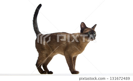 Brown cat standing and observing with curiosity on white background 131672489