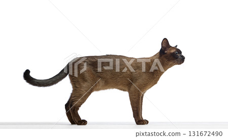 Brown cat walking with focus and confidence on white background 131672490