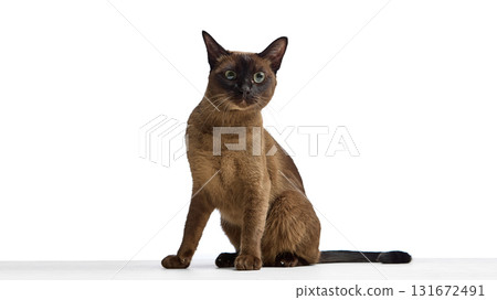 Burmese cat sitting front view looking directly at camera Burmese cat sitting front view looking directly at camera 131672491