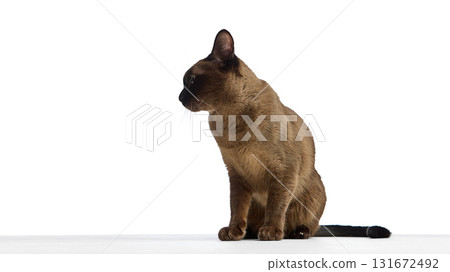 Burmese cat sitting sideways looking left with calm expression Burmese cat sitting sideways looking left with calm expression 131672492