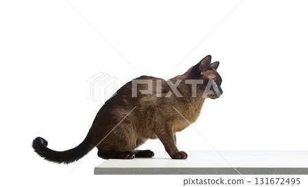 Burmese cat crouching with focused gaze on white background 131672495