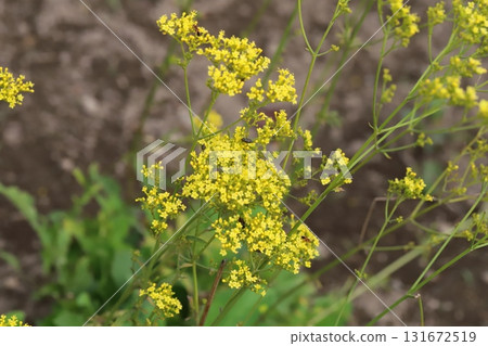秋季花園中盛開的黃色小花 131672519