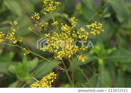 Small yellow ominaeshi flowers blooming in an autumn garden 131672521