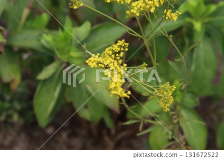 秋季花園中盛開的黃色小花 131672522