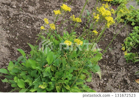 秋季花園中盛開的黃色小花 131672523