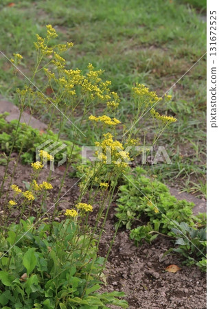 秋季花園中盛開的黃色小花 秋季花園中盛開的黃色小花 131672525