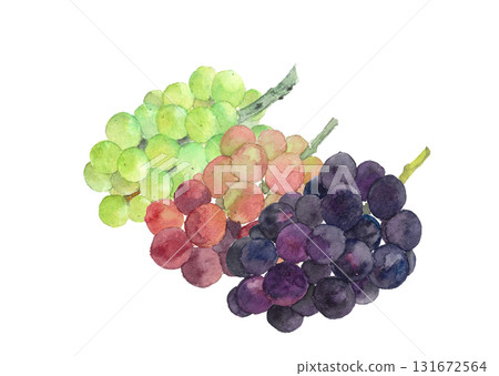 在白色背景上用水彩 [手繪] 繪製的三種葡萄的插圖材料，剪切 131672564