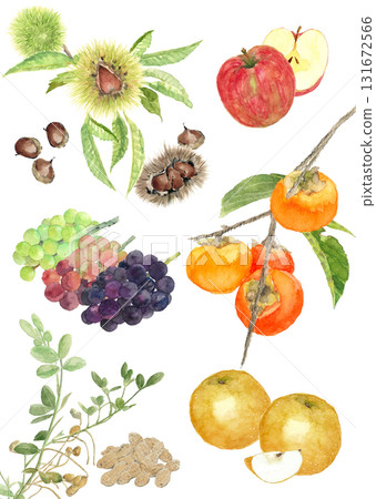Watercolor illustration of autumn tastes, fruits and berries set [hand-drawn] white background, cutout 131672566