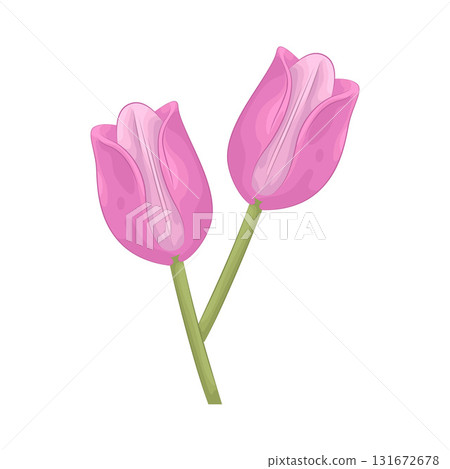 Illustration of tulip  131672678